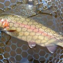 バンバン当たるわけではない ～岡崎トラウトポンド～